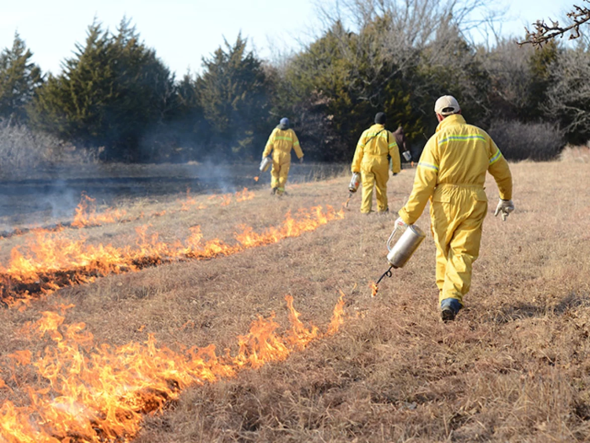 Three men in yellow coveralls set fire to grassland with evergreens in the distance. Oklahoma State University has conducting prescribed fire training for Natural Resources Conservation Service staff from all over the United States. Fire is an effective tool to get rid of the highly flammable redcedar.